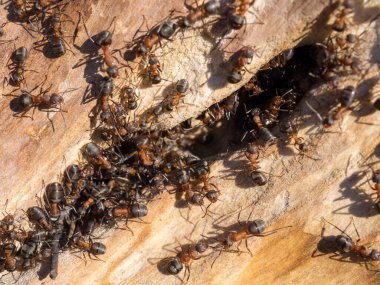Yaşlı bir ağacın gövdesindeki karınca yuvası.