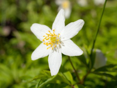 Bahar günü beyaz şakayık kapanıyor.