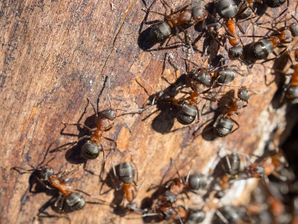Ameisenhaufen Stumpf Eines Alten Baumes — Stockfoto