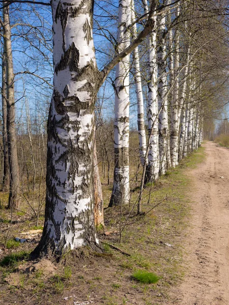 Bosque Vidoeiro Por Uma Estrada Terra Primavera — Fotografia de Stock