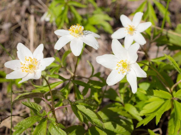 Anêmona Branca Dia Primavera Fechar — Fotografia de Stock