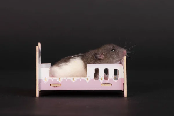 Portret Van Een Baby Rat Een Speelgoedbed — Stockfoto