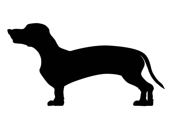 Dachshund silüeti — Stok Vektör