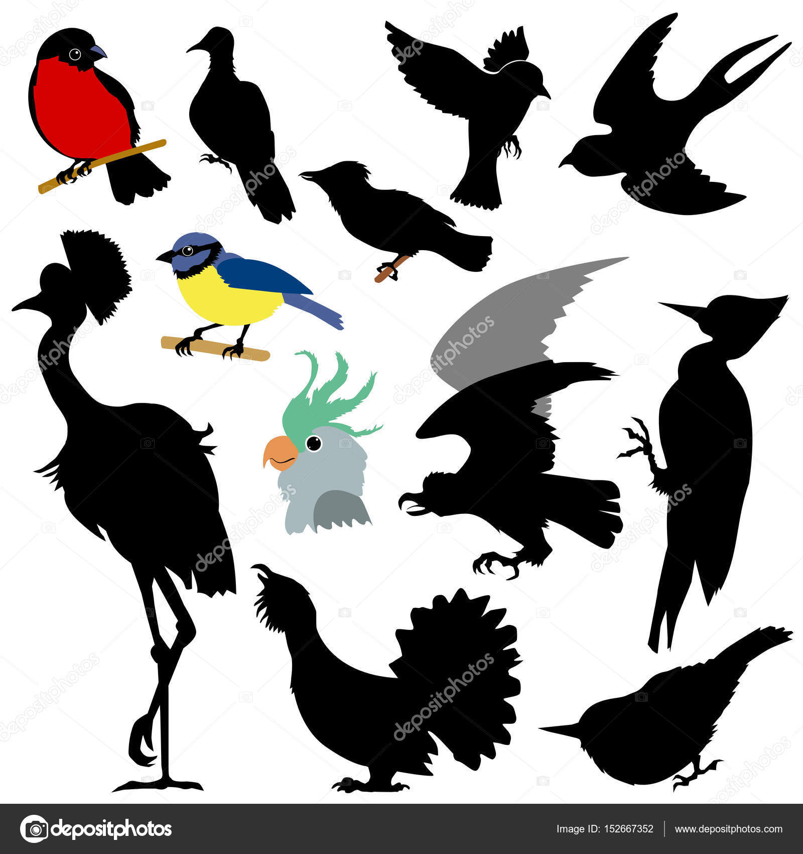 taxi Revolutionair Onderhandelen Aantal verschillende vogels vectorafbeelding door © Perysty ⬇ Vectorstock  #152667352