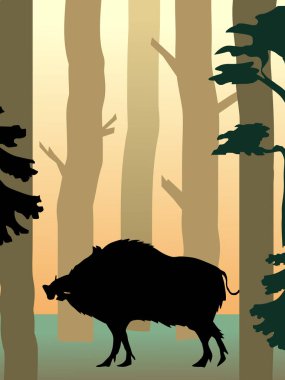 Ormanda yaban domuzu