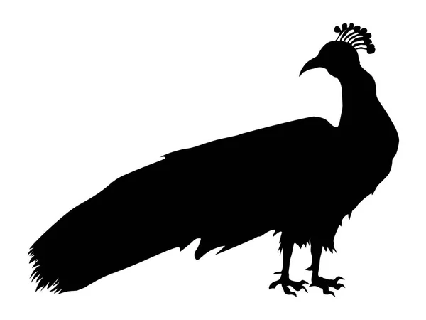 Silhouet van peacock — Stockvector