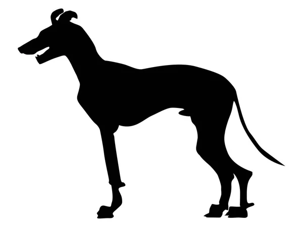 Silhouet van greyhound — Stockvector
