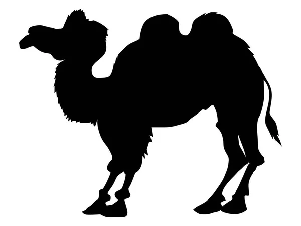 Silhouette of bactrian camel — Stock Vector
