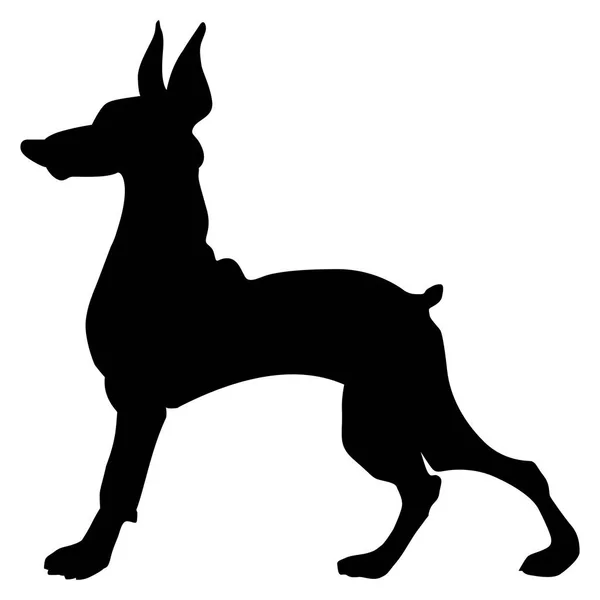 Silhouette of doberman — Stock Vector