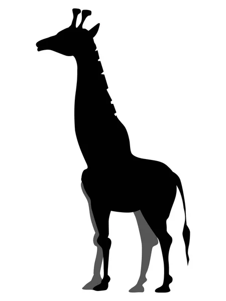 Silhouette della giraffa — Vettoriale Stock