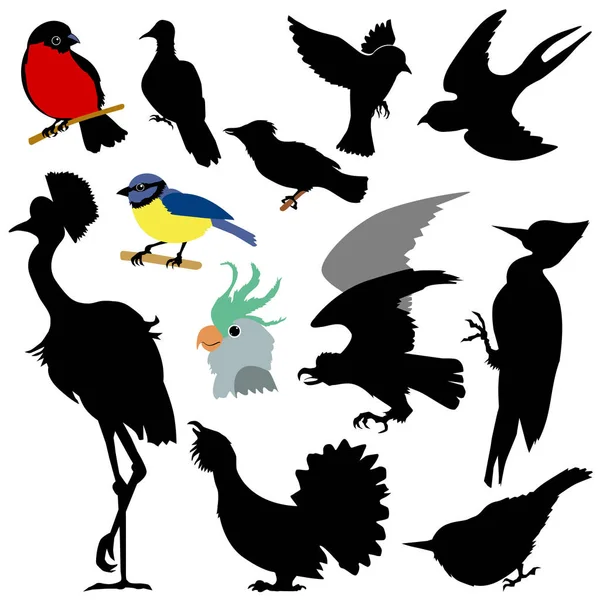 Set di uccelli diversi — Vettoriale Stock