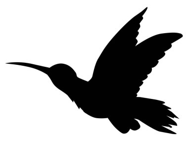 tropik kuş sinek kuşu