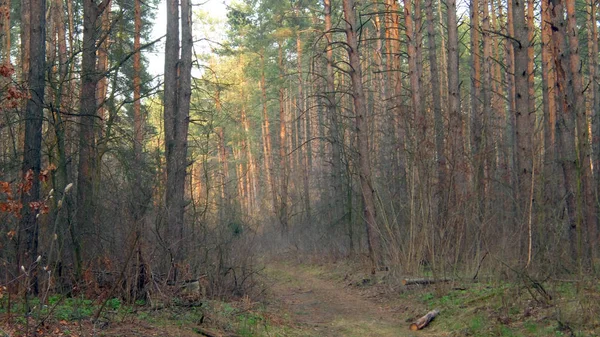 Caminho na floresta densa escura — Fotografia de Stock