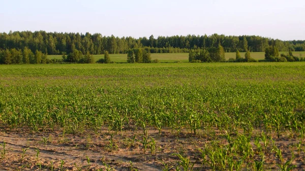 Arazili kırsal alan