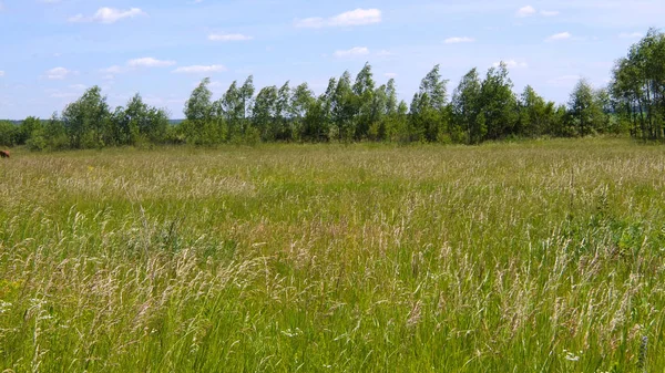 Ağaçlı ve otlu yeşil çayır
