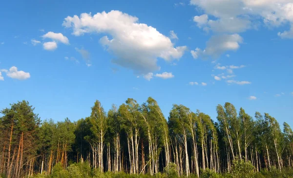 Céu, nuvens e floresta — Fotografia de Stock