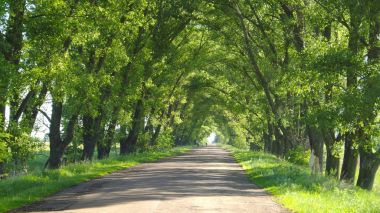 Yeşil tünel yol ile
