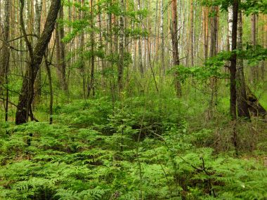 karanlık, peri orman