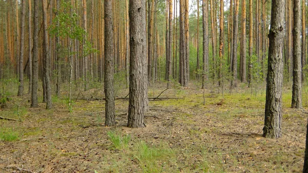 Hustý, borový les — Stock fotografie