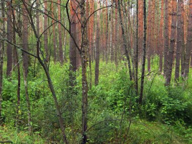 karanlık, çam ormanı