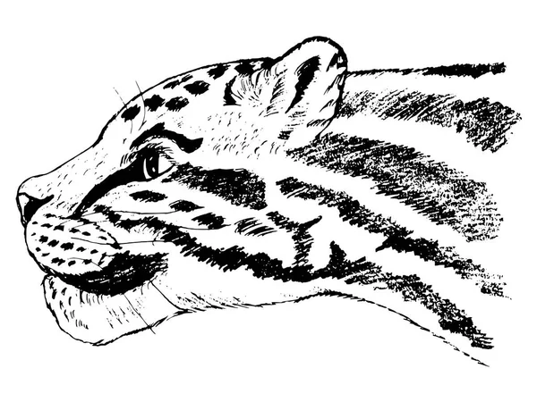 Velká kočka z džungle — Stockový vektor