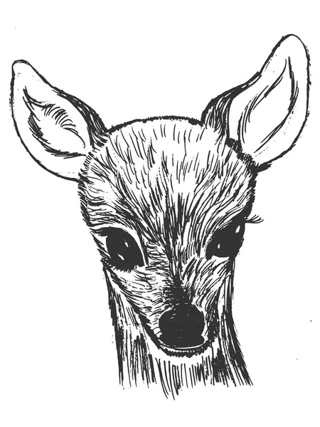 小獐鹿幼崽 — 图库矢量图片