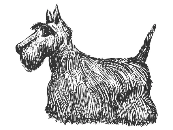 Schottischer Terrier, Seitenansicht — Stockvektor