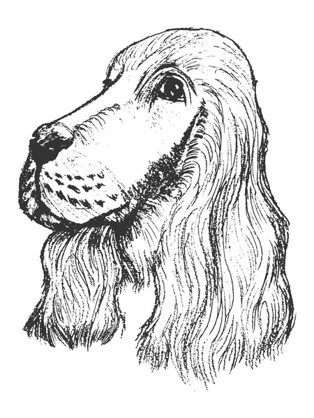 Retrato de spaniel — Archivo Imágenes Vectoriales