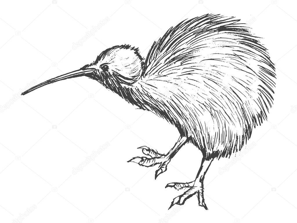 kiwi bird, symbol of New Zealand