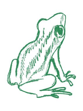 ağaç kurbağası, tropikal hayvan