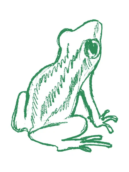 ağaç kurbağası, tropikal hayvan