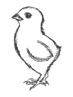 küçük, sevimli tavuk