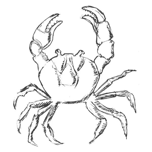 Crab animal from ocean — Stock Vector