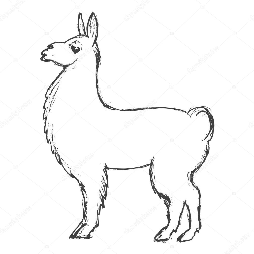 lama animal from South America