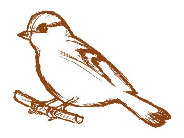 Şube baştankara kuş