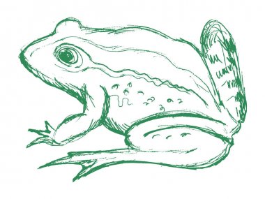 kurbağa, yan görünüm