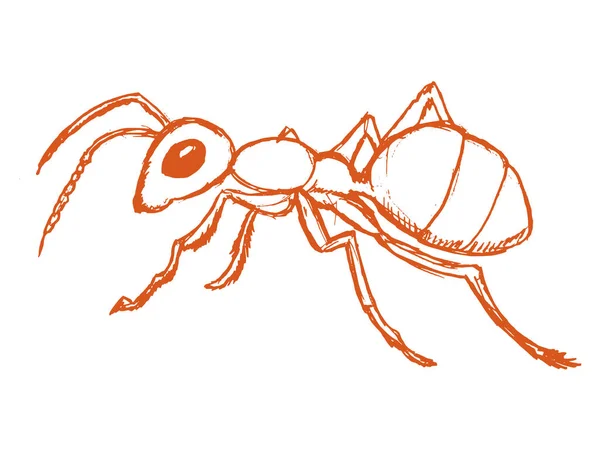 Rote Ameise aus dem Wald — Stockvektor