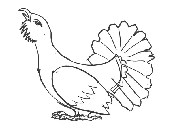 Schizzo di uccello gallo cedrone — Vettoriale Stock