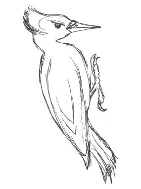 sketch of black woodpecker clipart