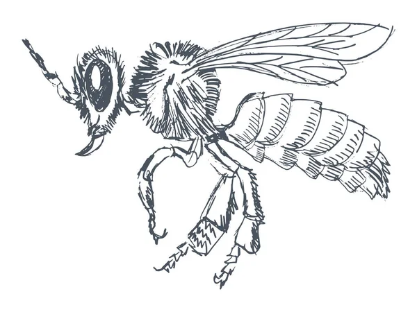 普通の蜂、サイドビュー — ストックベクタ