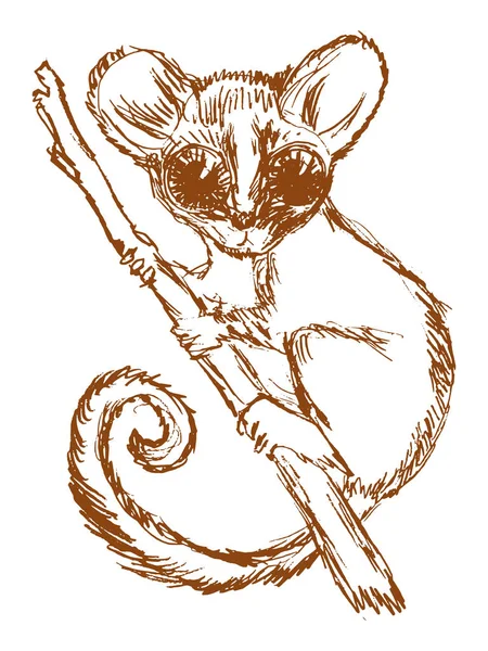 Galago, animal africano — Archivo Imágenes Vectoriales