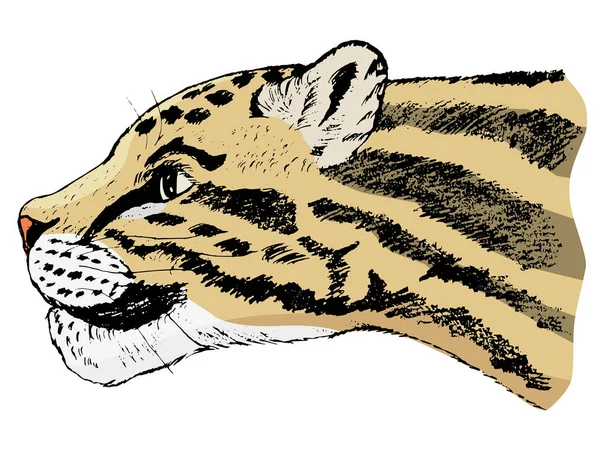 Boceto de leopardo nublado — Vector de stock