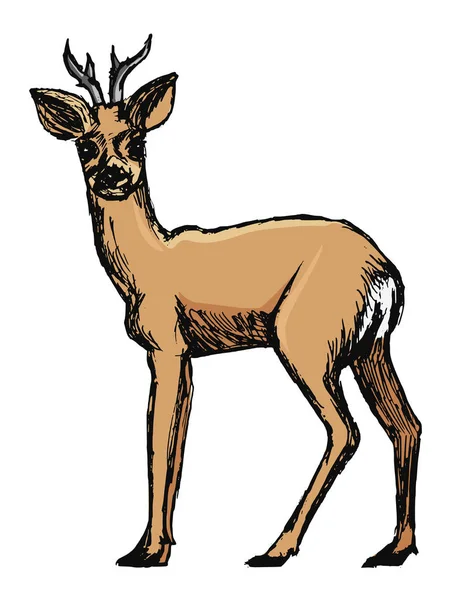 Roe deer, lesní zvíře — Stockový vektor
