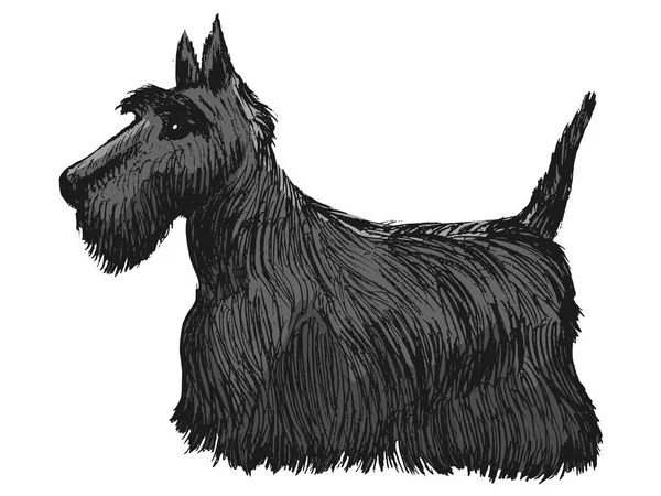 Schottischer Terrier, Seitenansicht — Stockvektor