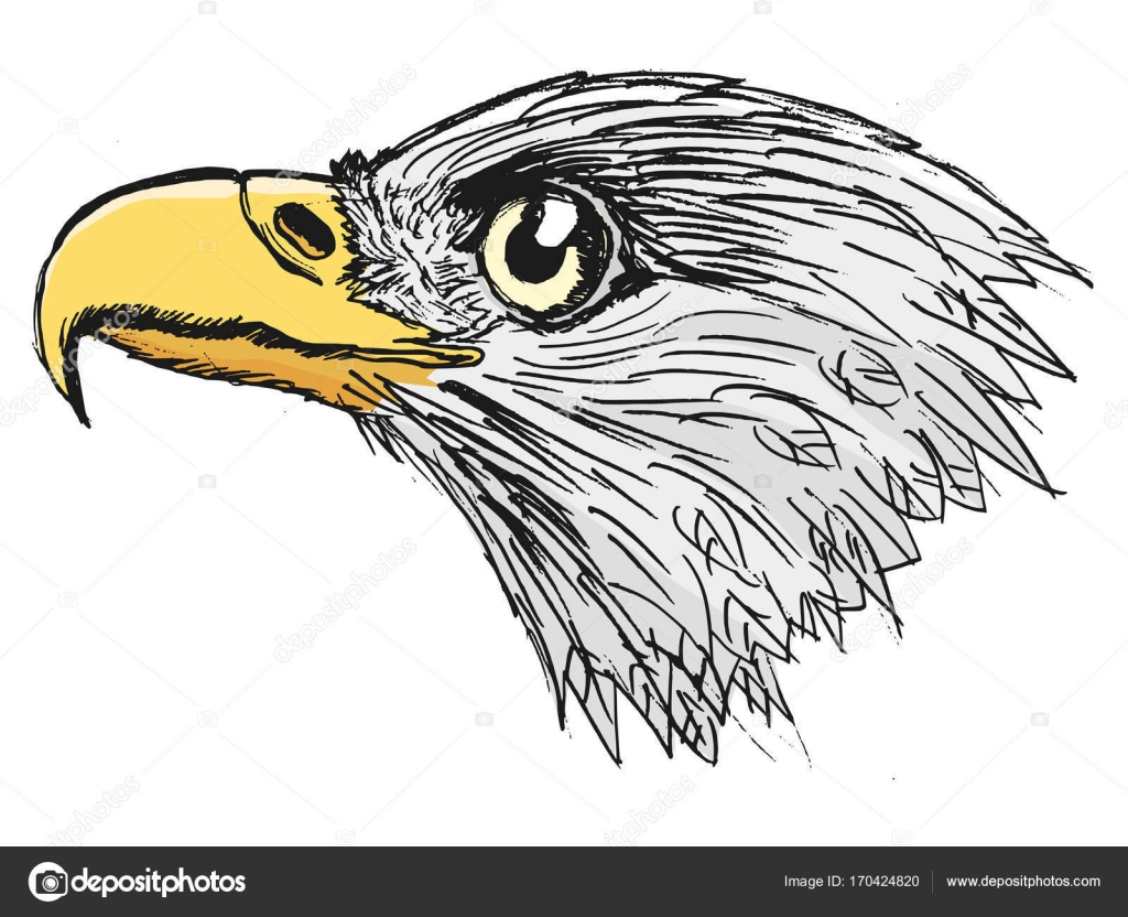 Cabeza de águila calva Vector de stock #170424820 de ©Perysty, image size:1024x832