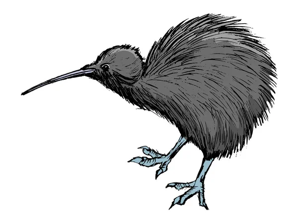 Kiwi símbolo de aves de Nueva Zelanda — Vector de stock