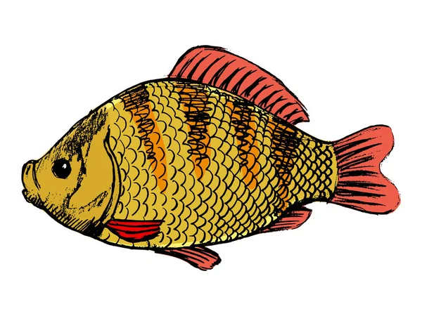 Crucian freshwater fish — Free Stock Photo
