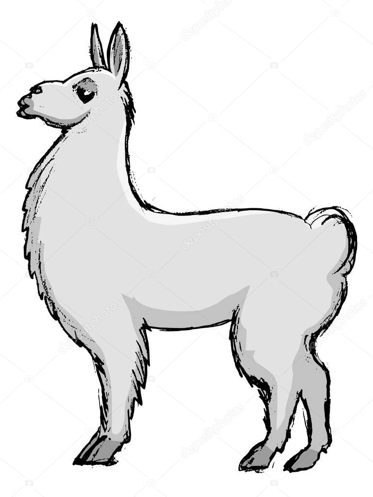 lama animal from South America