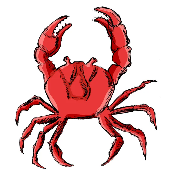 Crab animal from ocean — Stock Vector