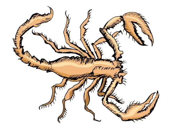 Croquis de scorpion — Image vectorielle